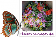 Plantes Sauvages 44-logo